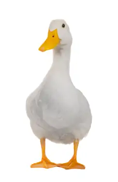 Click Here To Enlarge This Photo Of Jacob &lpar;Quackers&rpar;