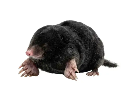 Click Here To Enlarge This Photo Of Mole